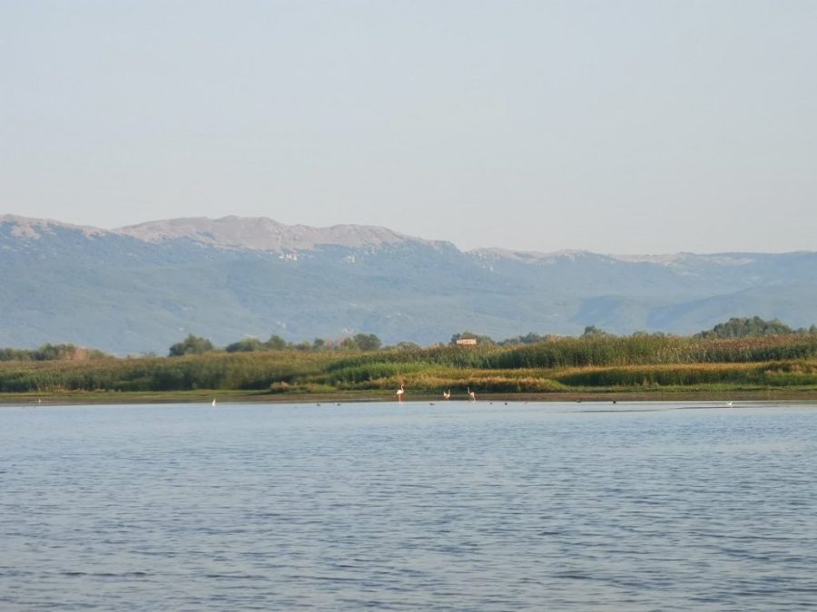 rozovo-flamingo-PRESPA-EZERANI.photo-MED-1024x768